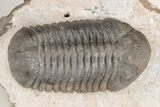 Austerops Trilobite - Jorf, Morocco #204215-1